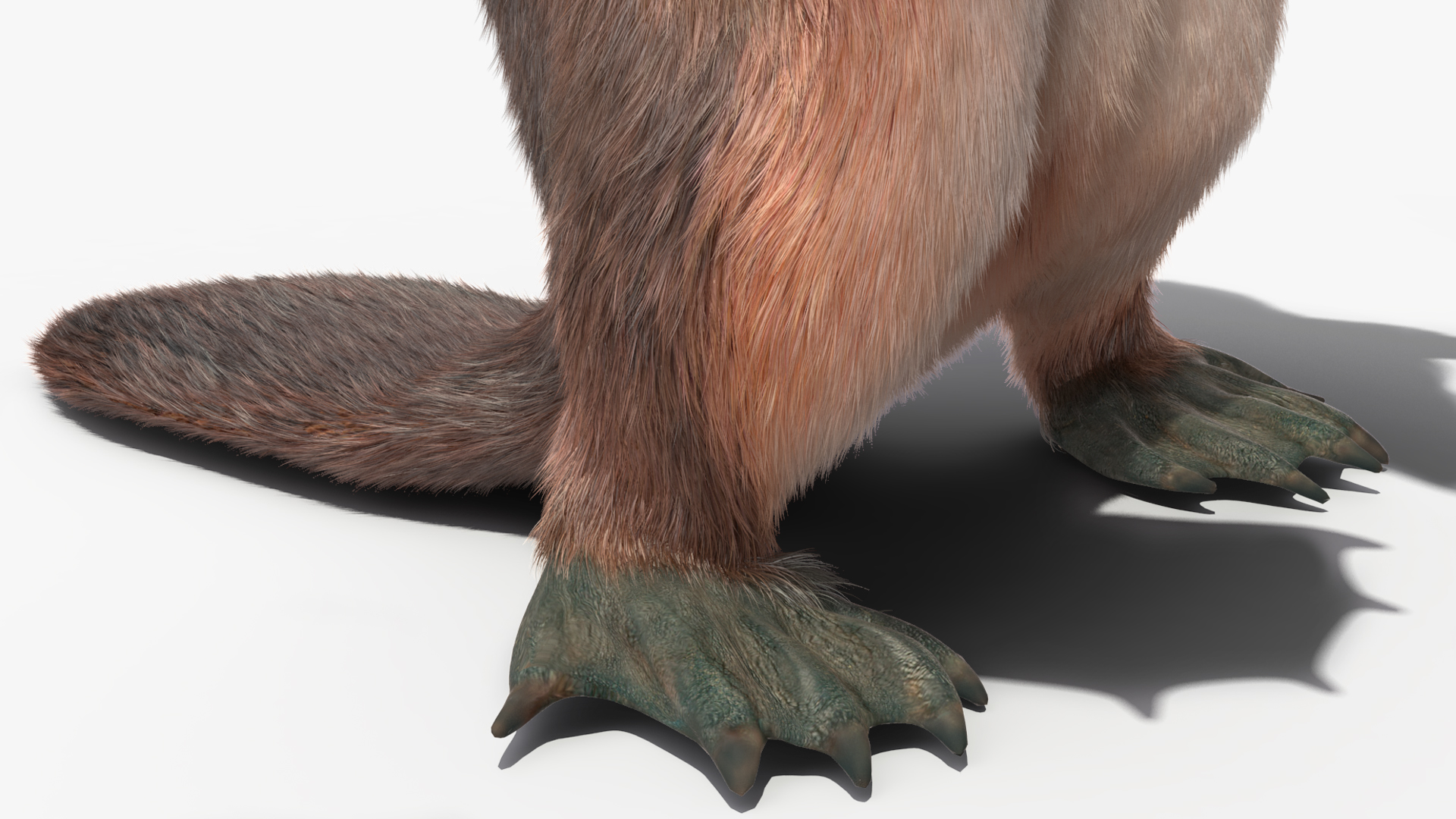 3D Platypus Standing Fur