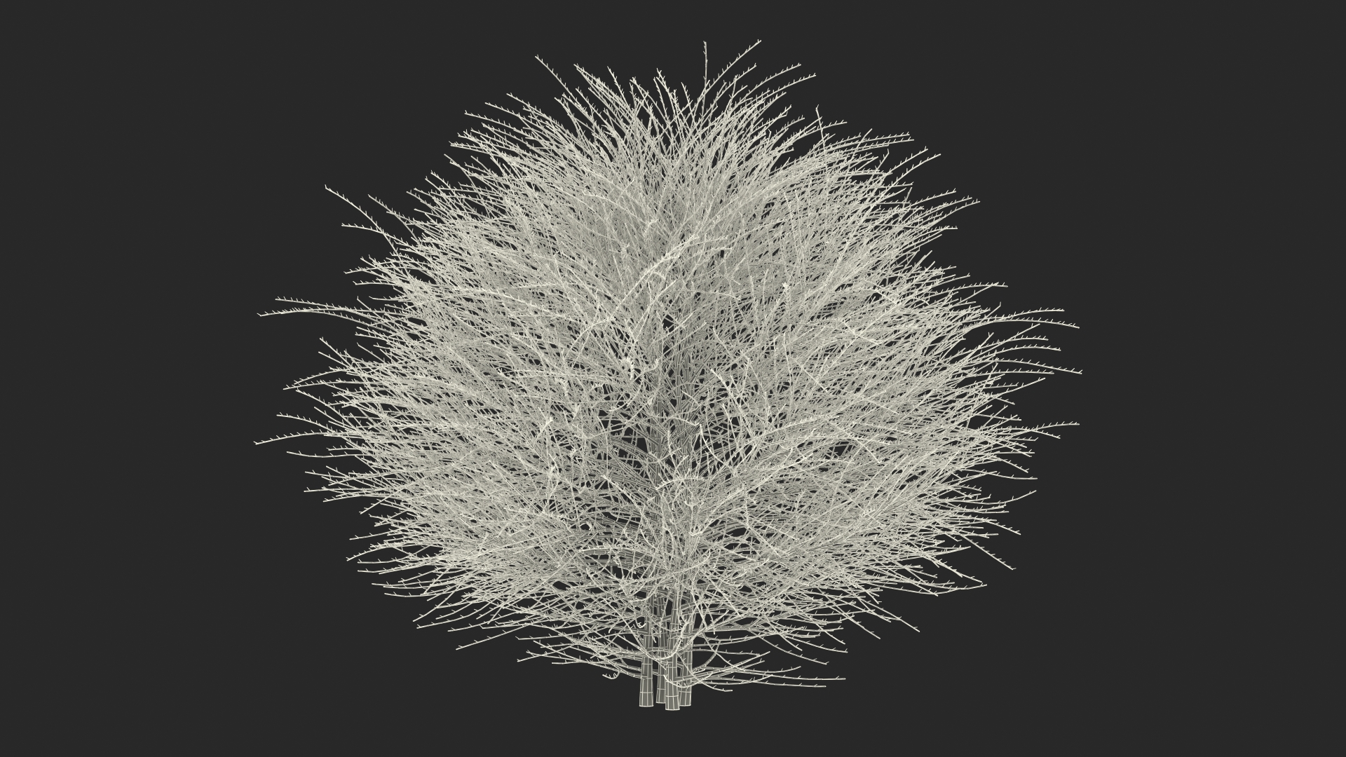 3D model Shrub Bark