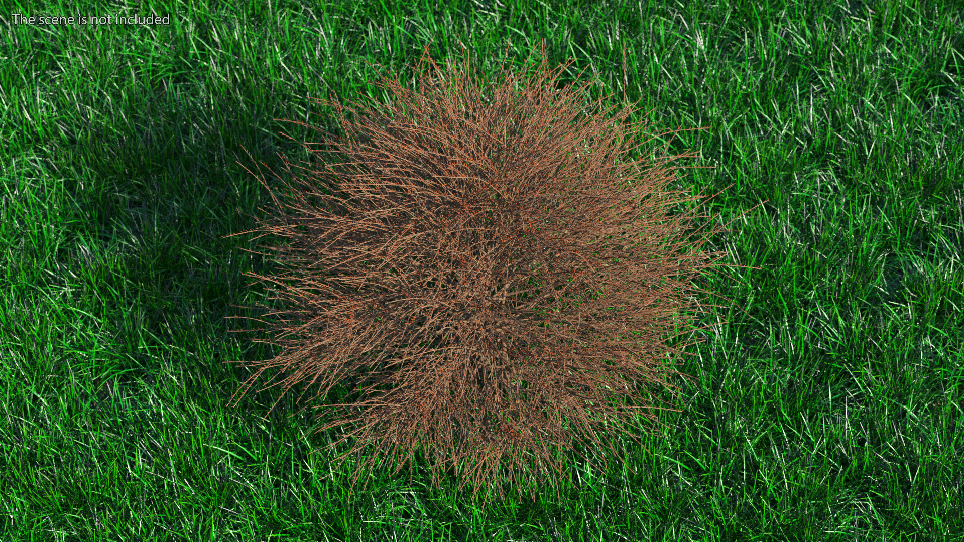 3D model Shrub Bark