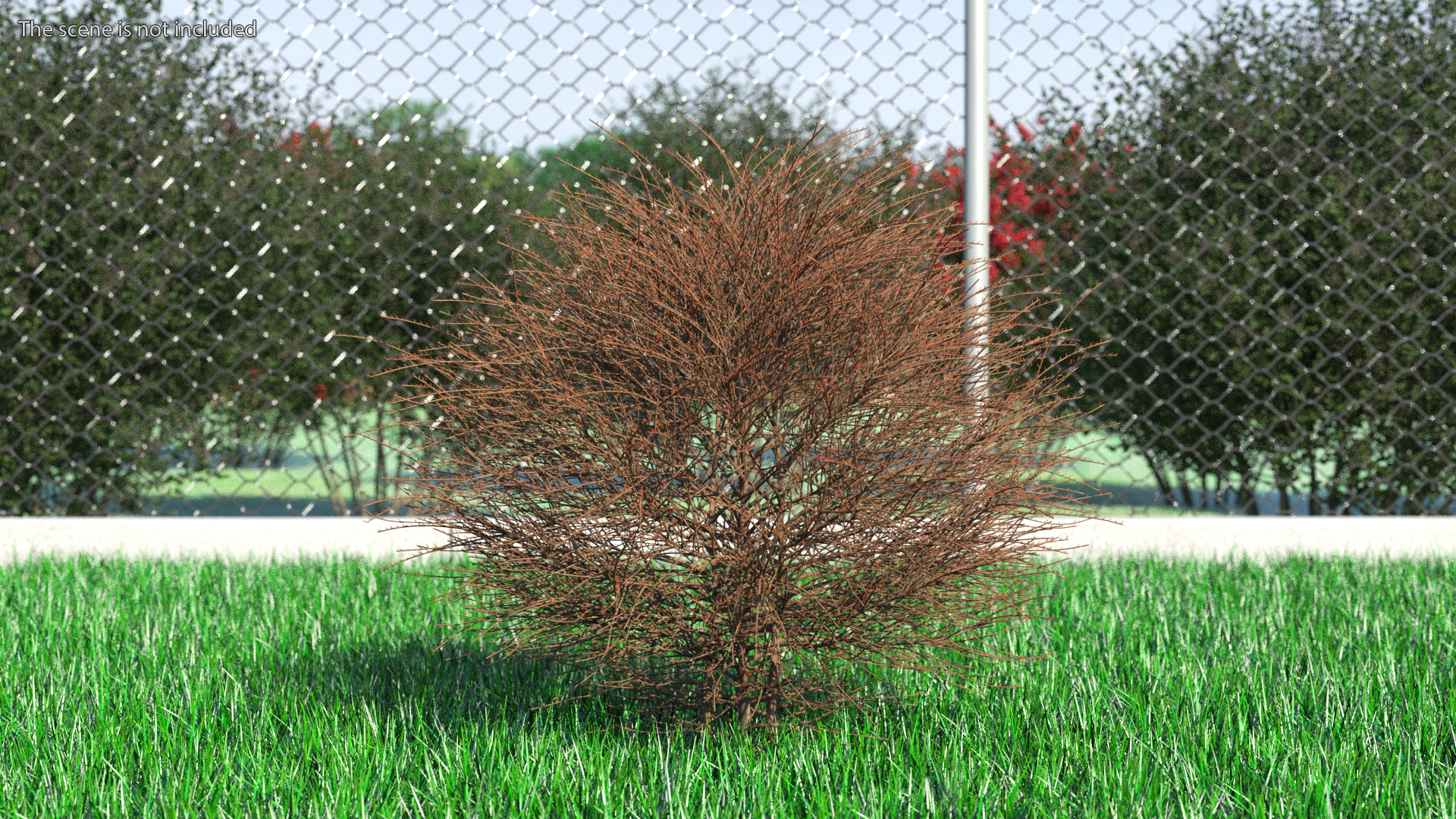 3D model Shrub Bark