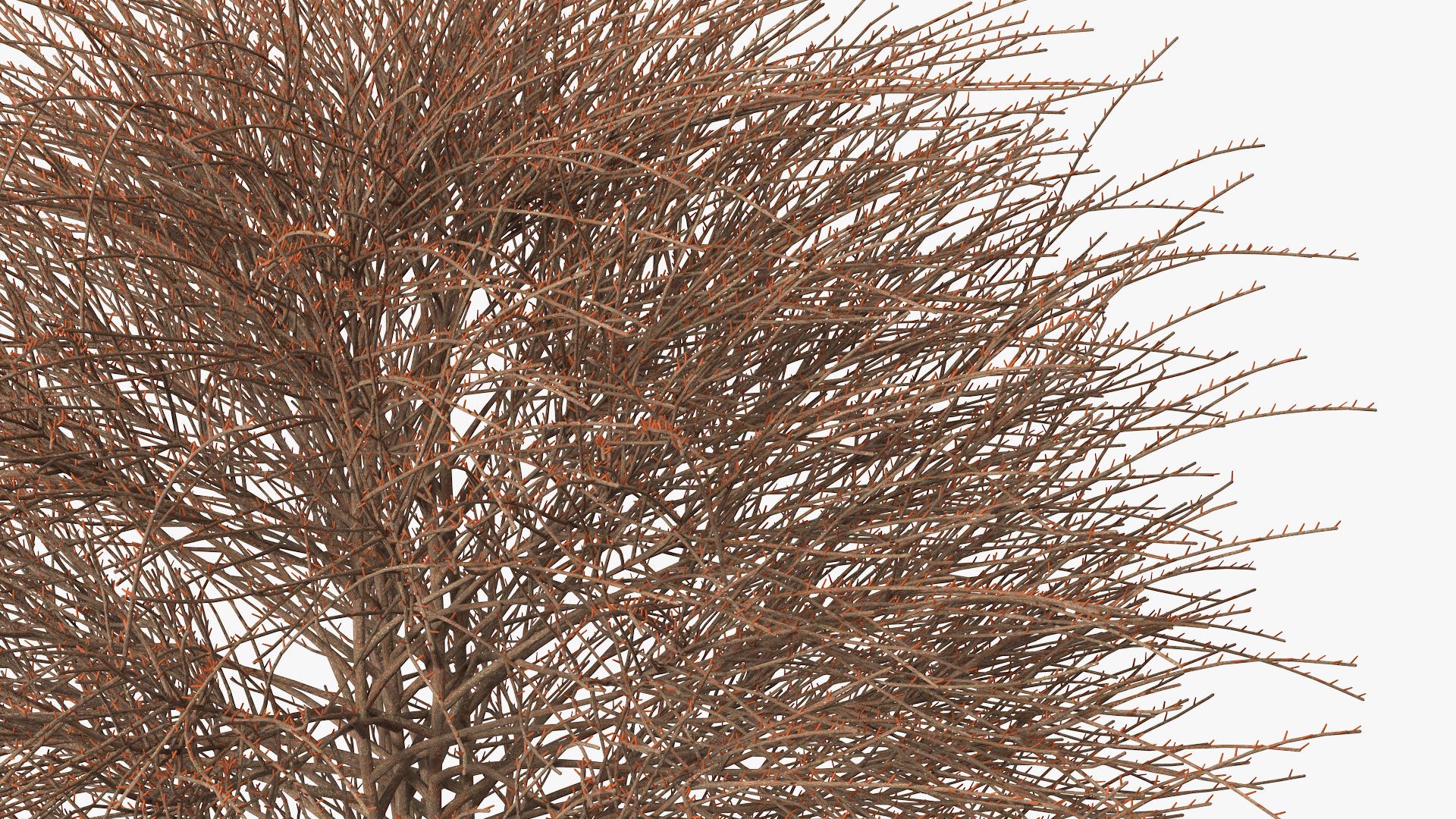 3D model Shrub Bark