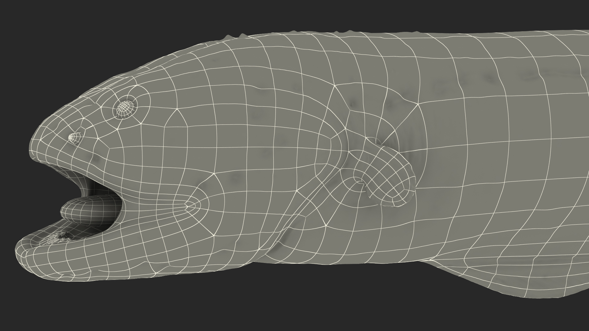 Electric Eel 3D