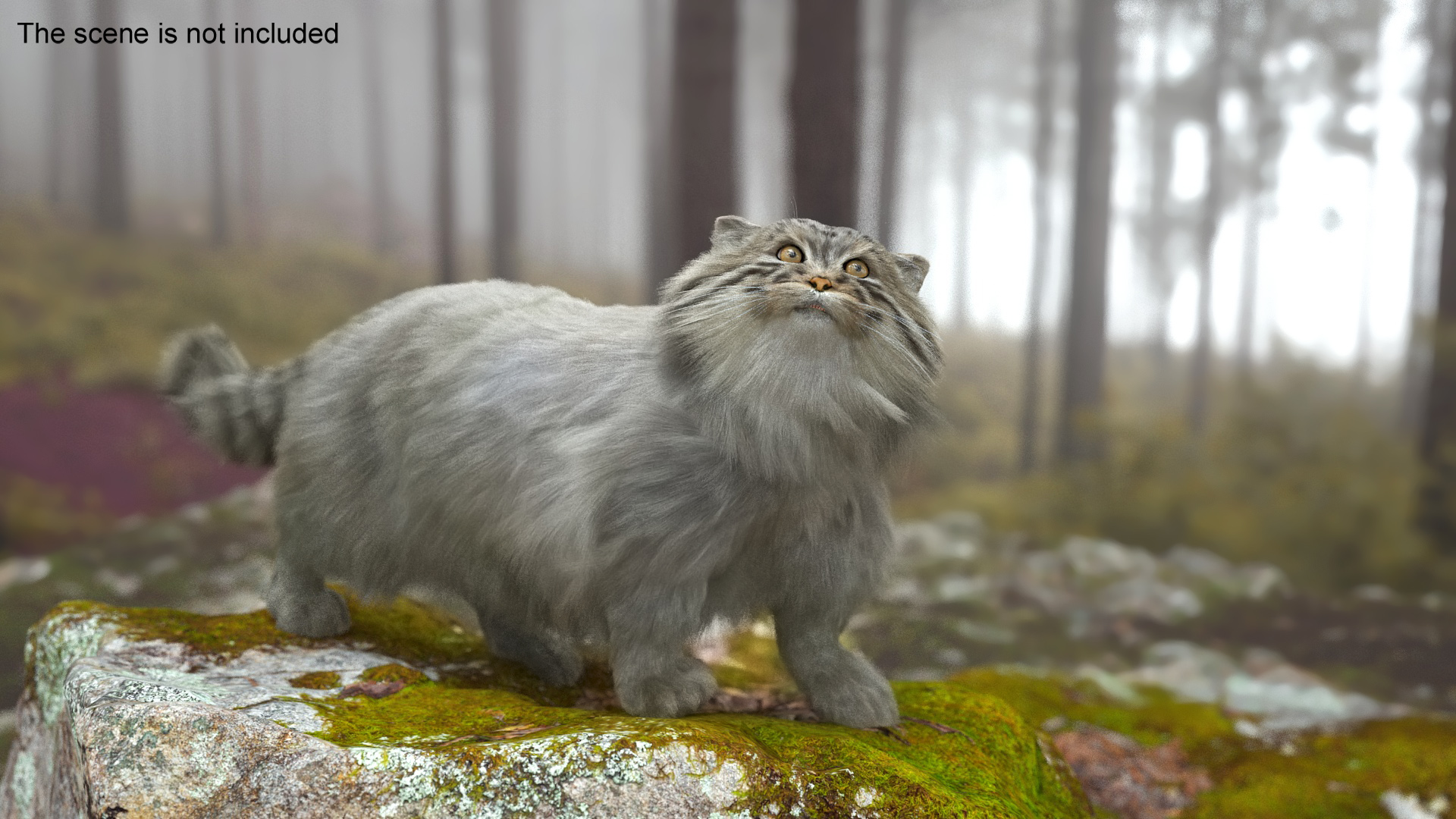 3D Pallas Cat with Fur Animated model