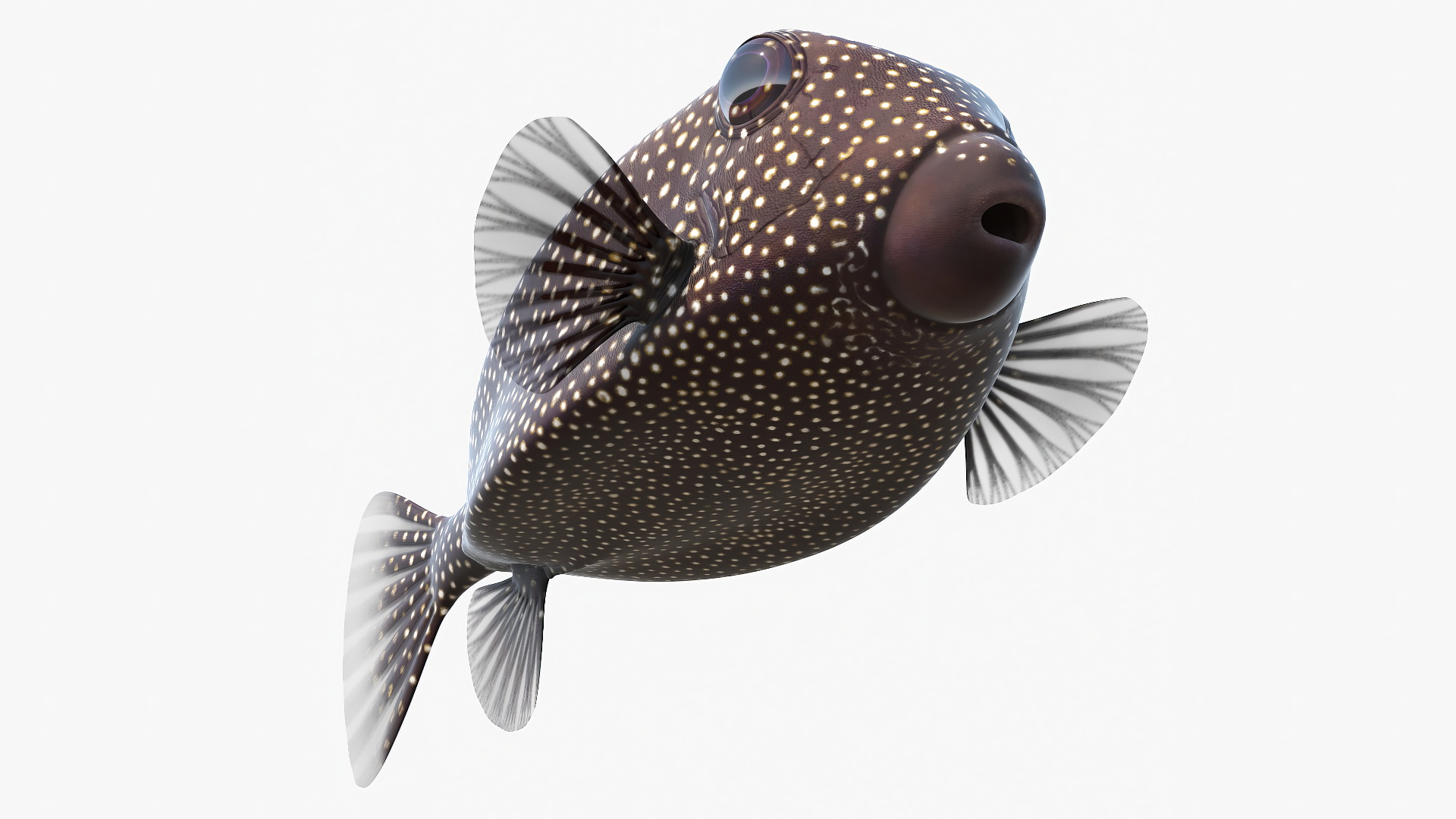 Ostracion Meleagris Fish Brown Rigged 3D