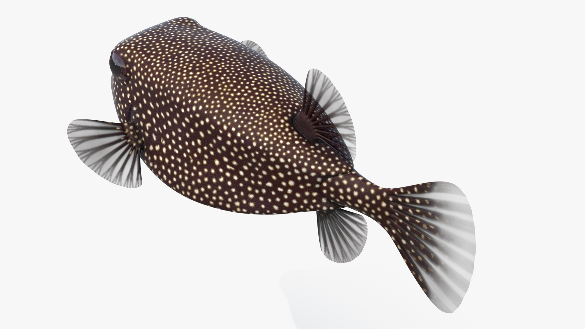 Ostracion Meleagris Fish Brown Rigged 3D