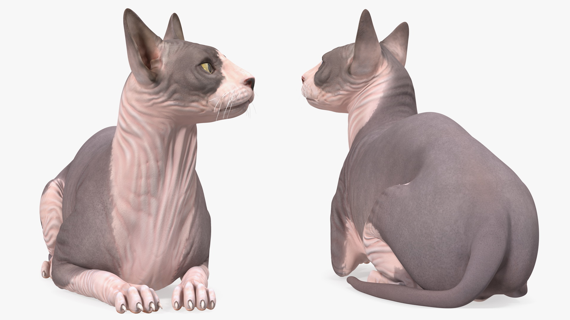 Bicolor Sphynx Cat Lying Pose 3D model