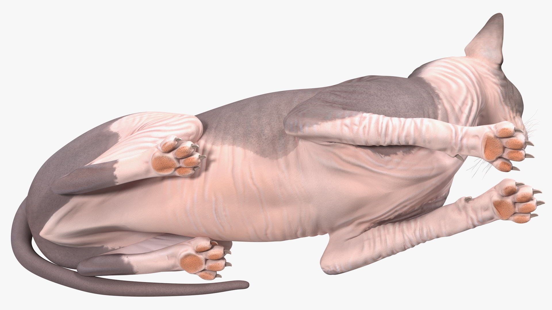 Bicolor Sphynx Cat Lying Pose 3D model