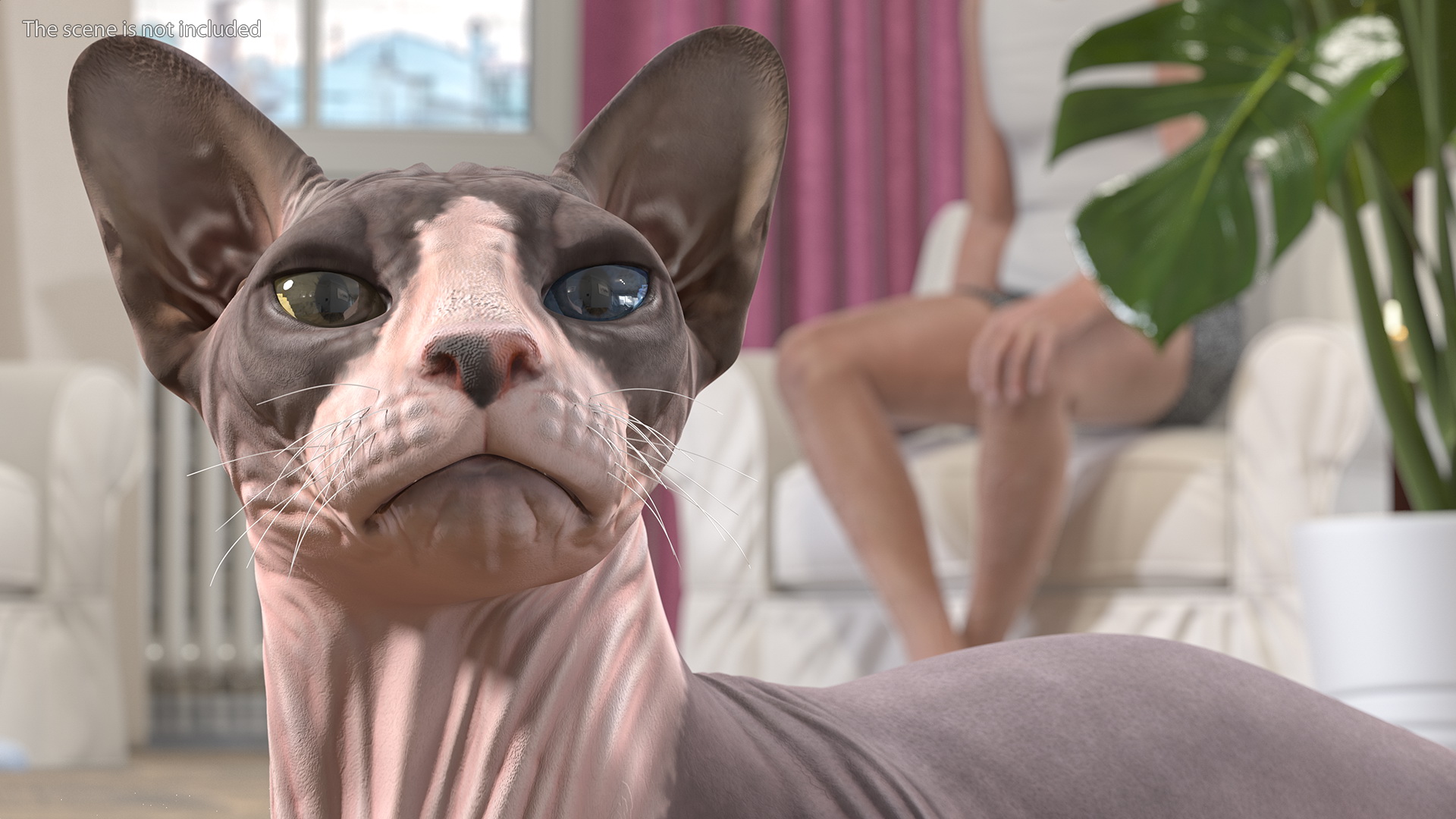 Bicolor Sphynx Cat Lying Pose 3D model