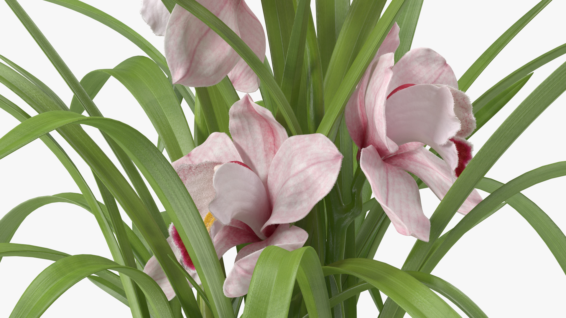 3D Orchid Pot Flower Pink Fur