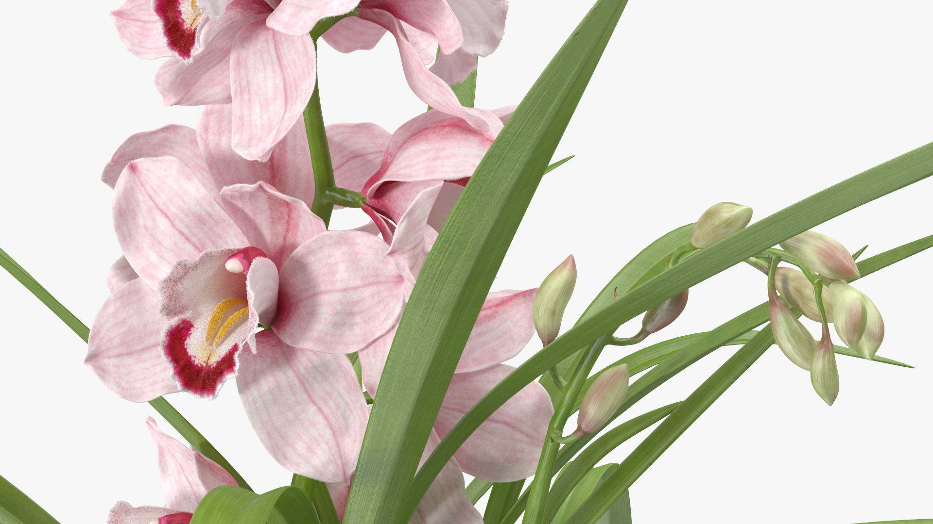 3D Orchid Pot Flower Pink Fur