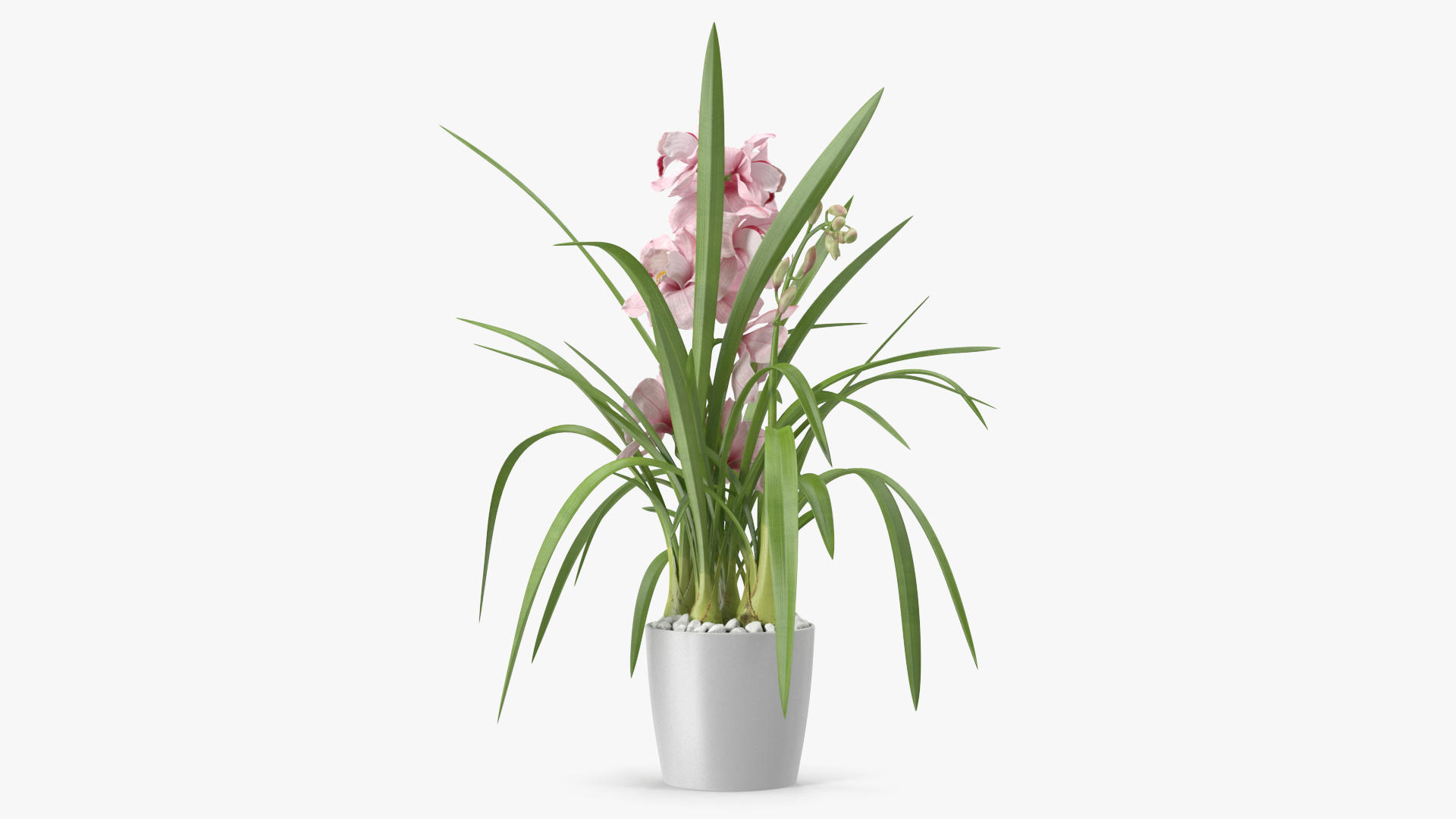 3D Orchid Pot Flower Pink Fur