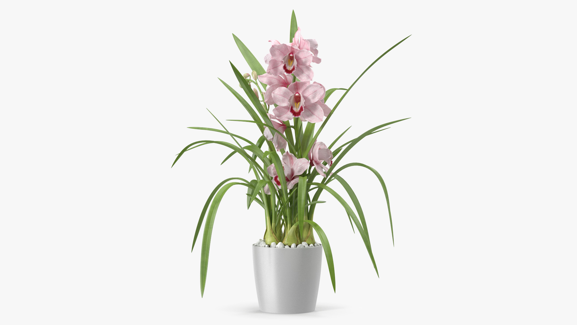 3D Orchid Pot Flower Pink Fur