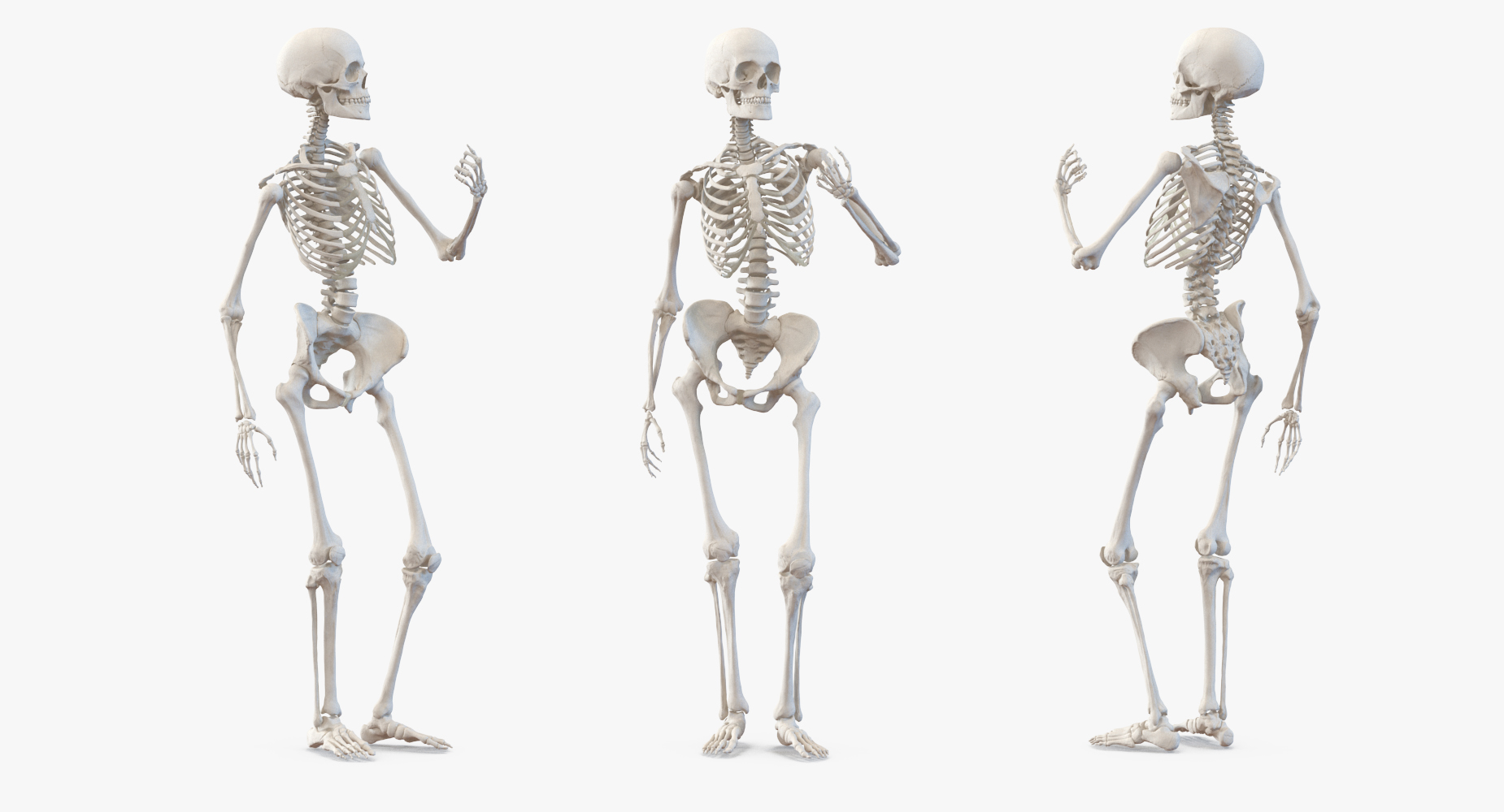 Female Body with Skeleton Rigged 3D