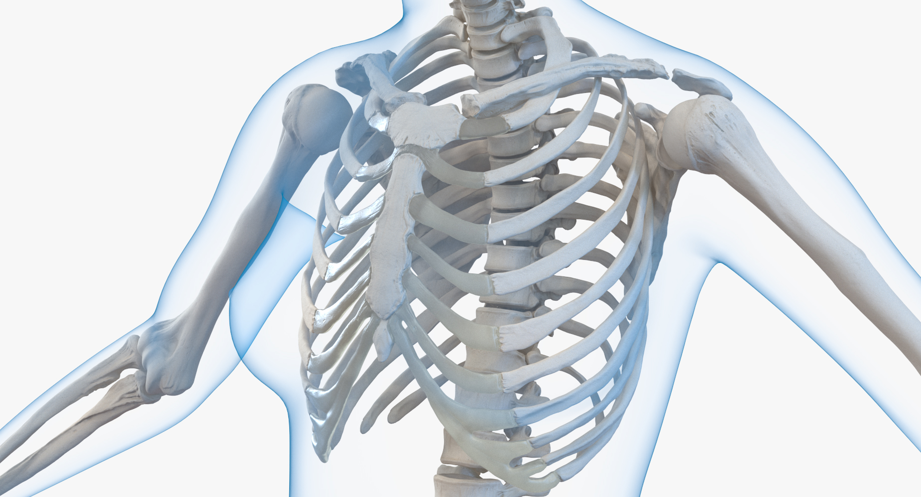 Female Body with Skeleton Rigged 3D