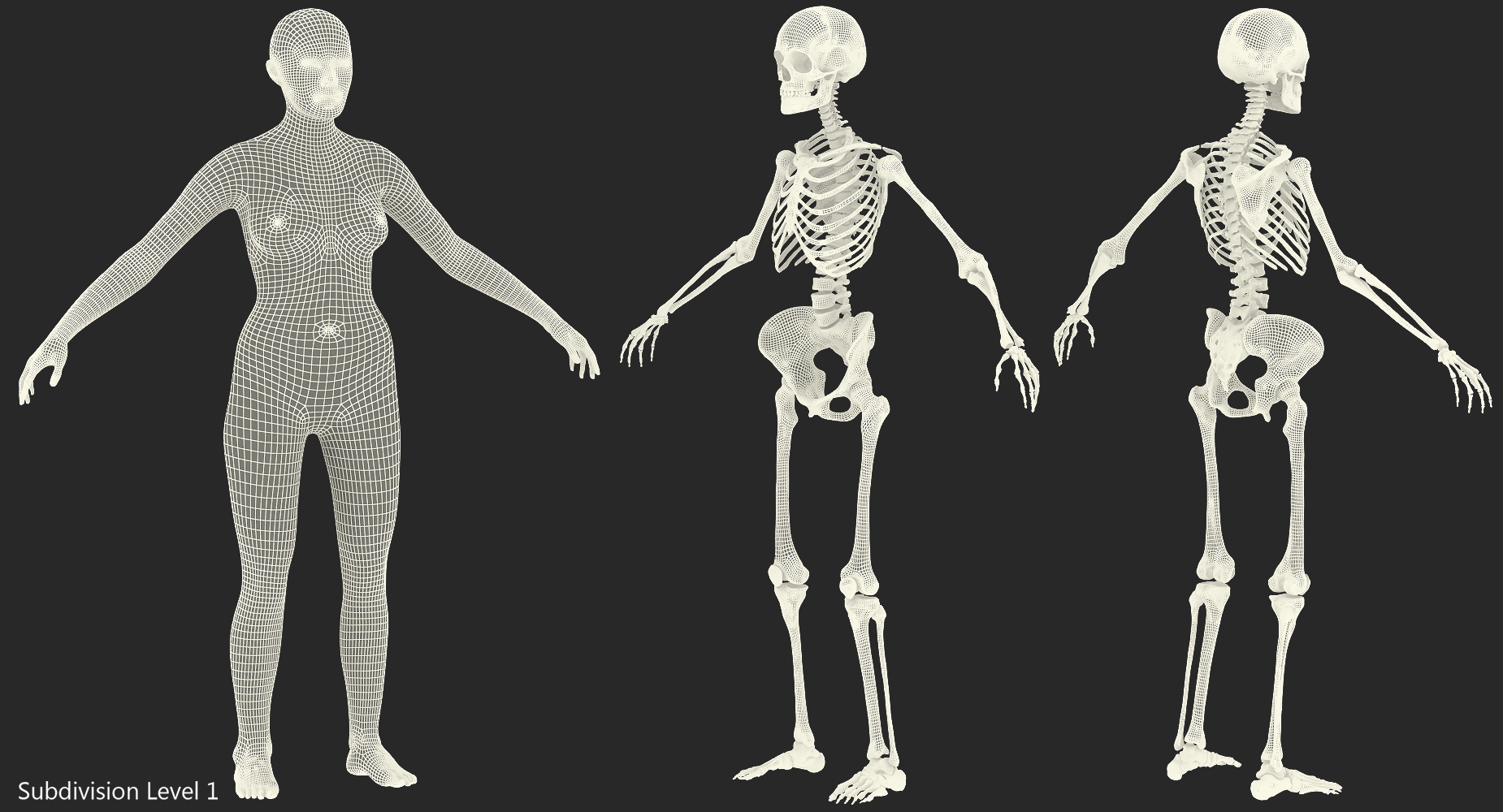 Female Body with Skeleton Rigged 3D