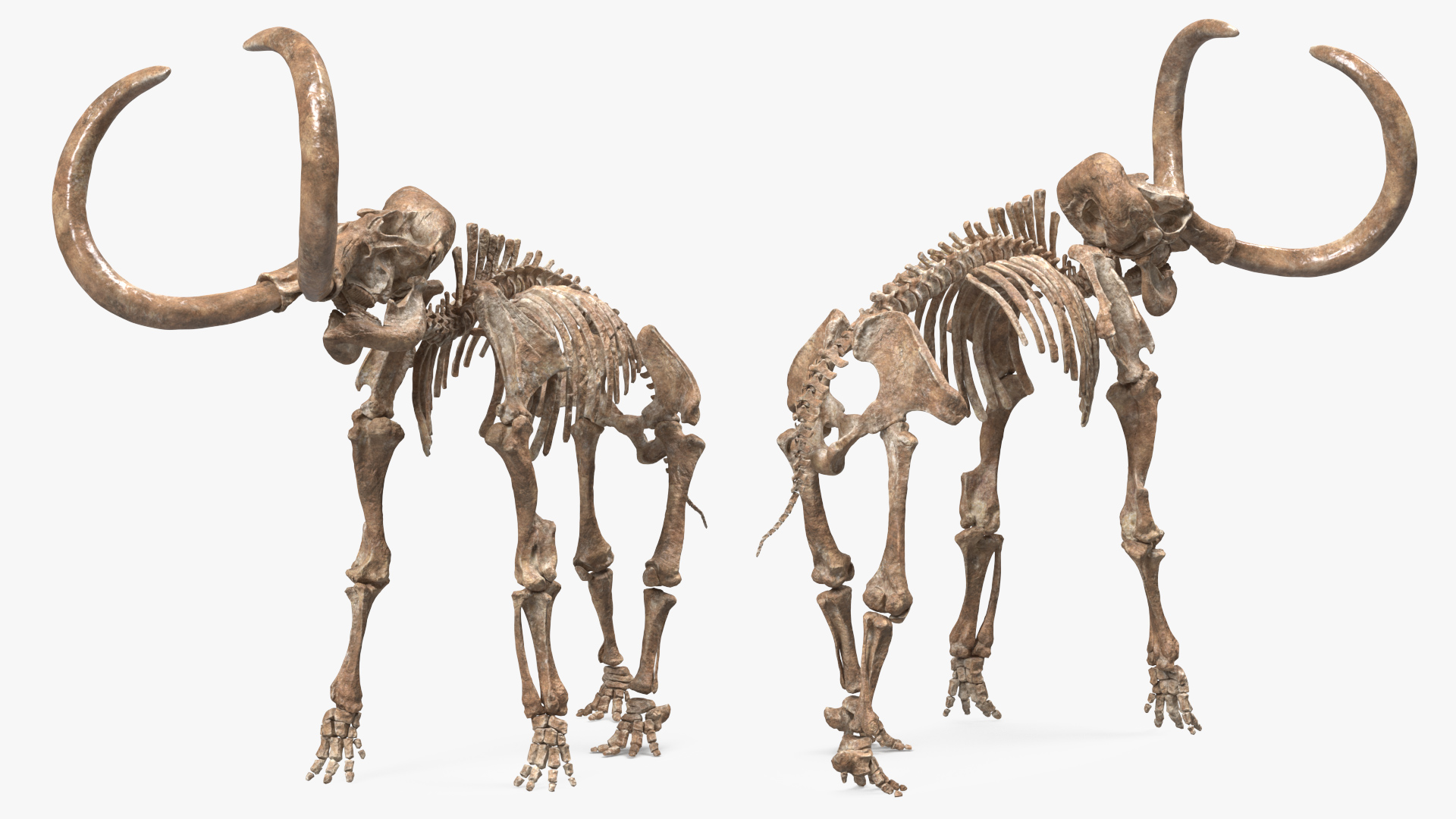 3D model Mammoth Skeleton Old Bones Standing Pose