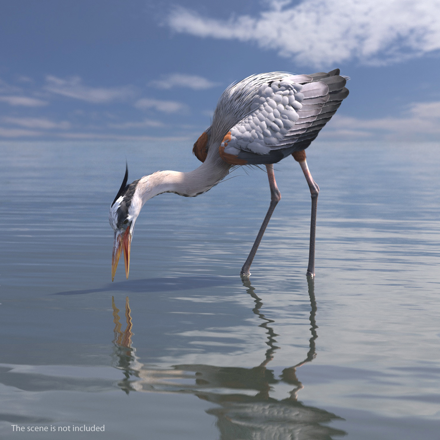 3D Great Blue Heron Eating Pose model