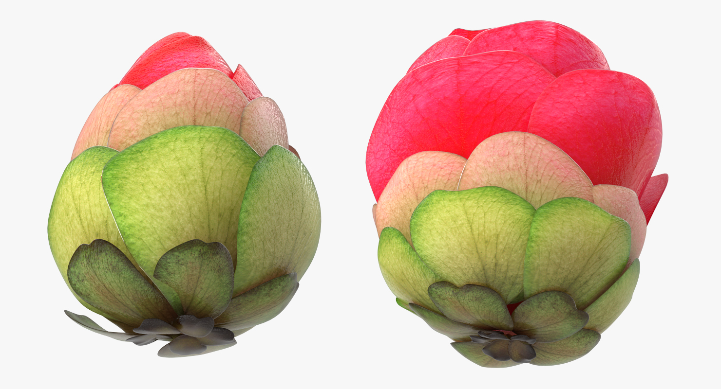 3D Bud Blossom Evolution