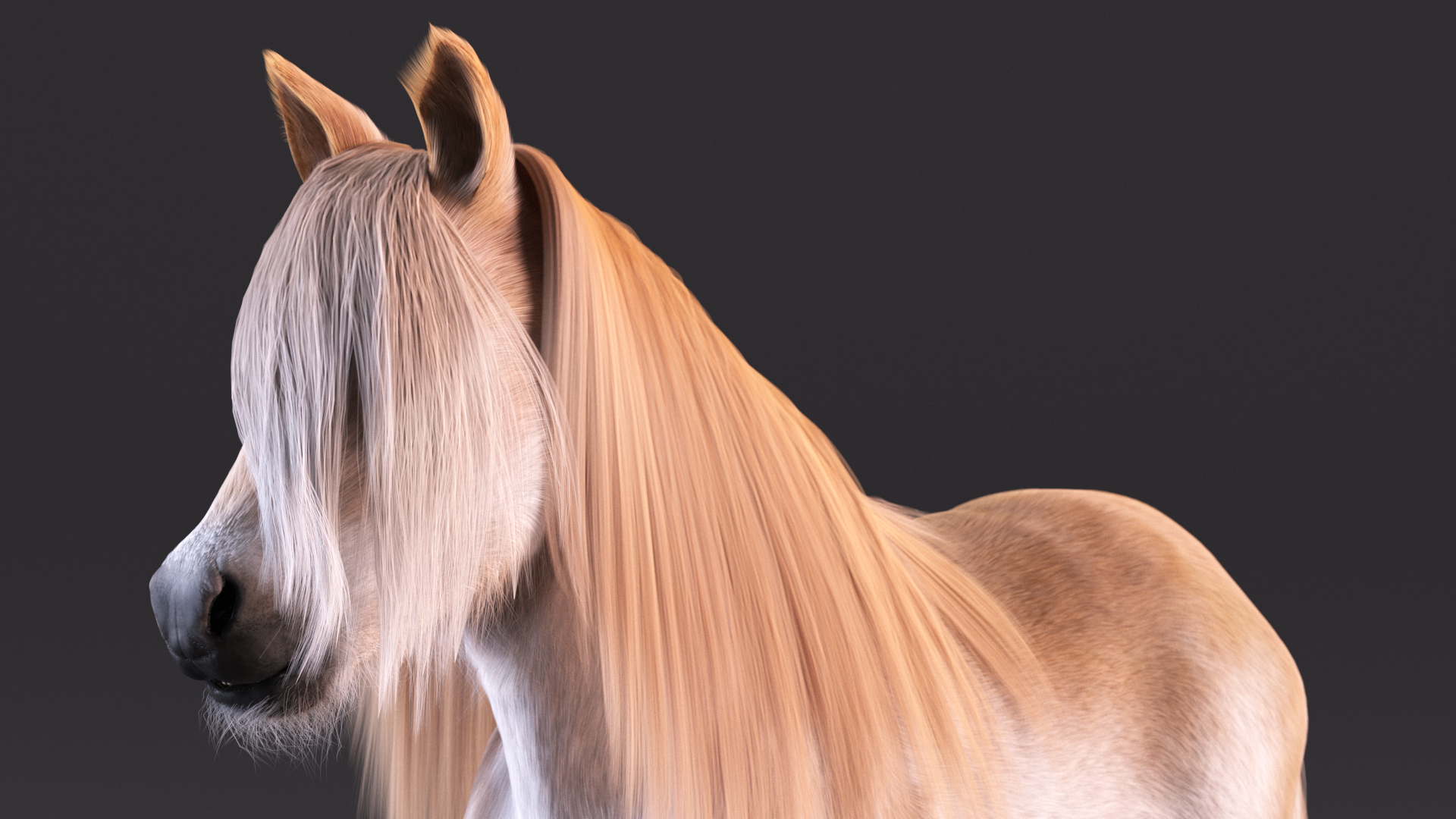 Shetland Pony with Long Mane Fur 3D