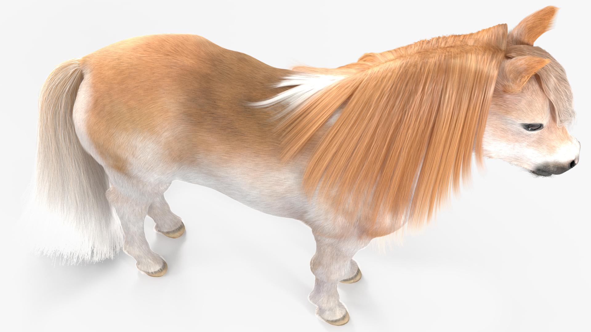 Shetland Pony with Long Mane Fur 3D