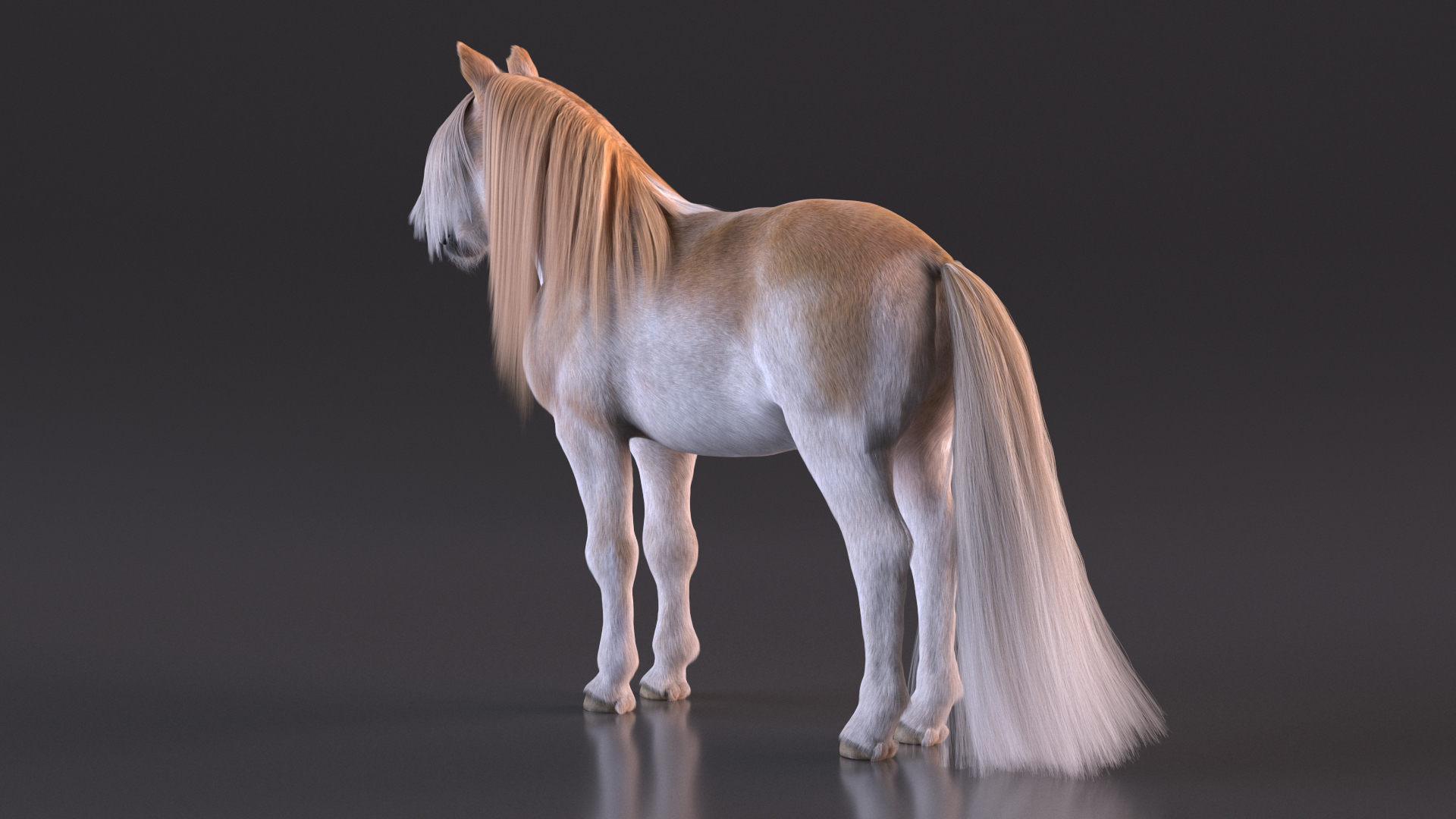 Shetland Pony with Long Mane Fur 3D