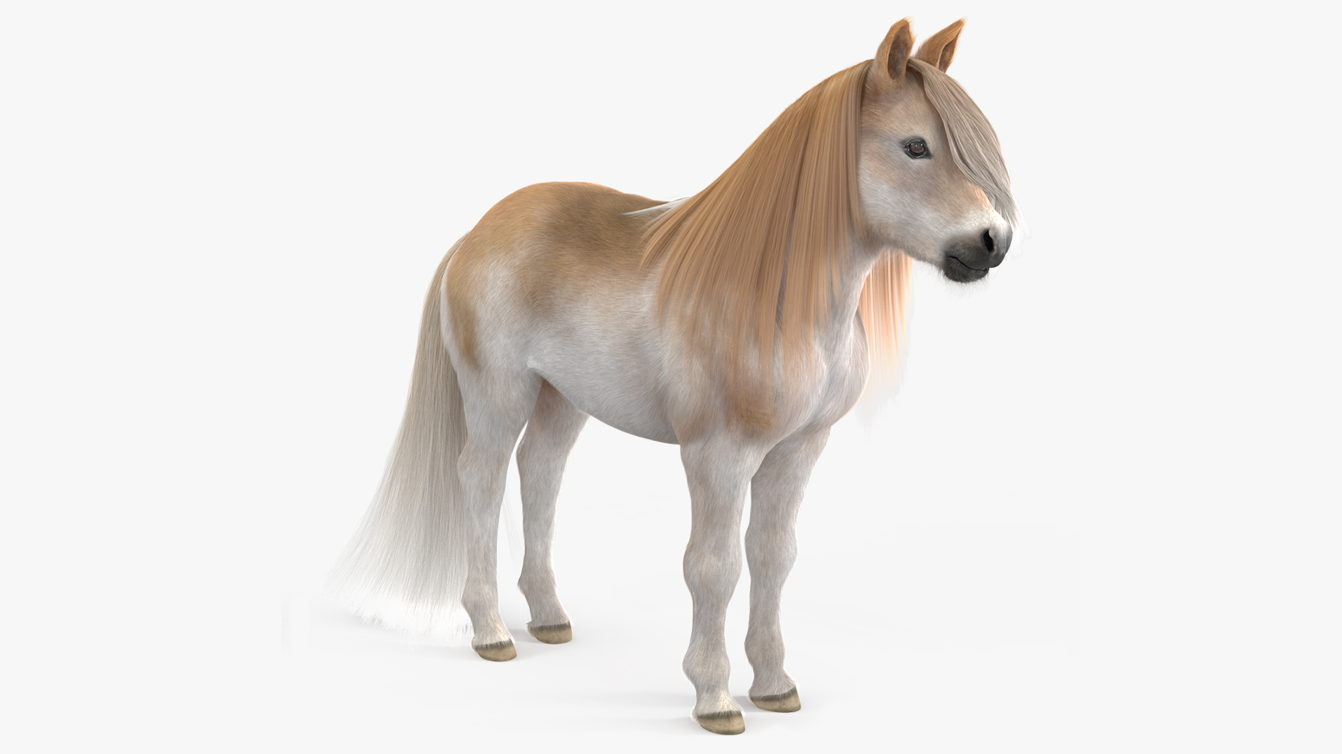 Shetland Pony with Long Mane Fur 3D