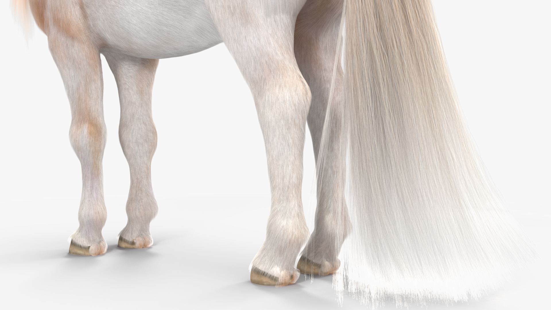 Shetland Pony with Long Mane Fur 3D