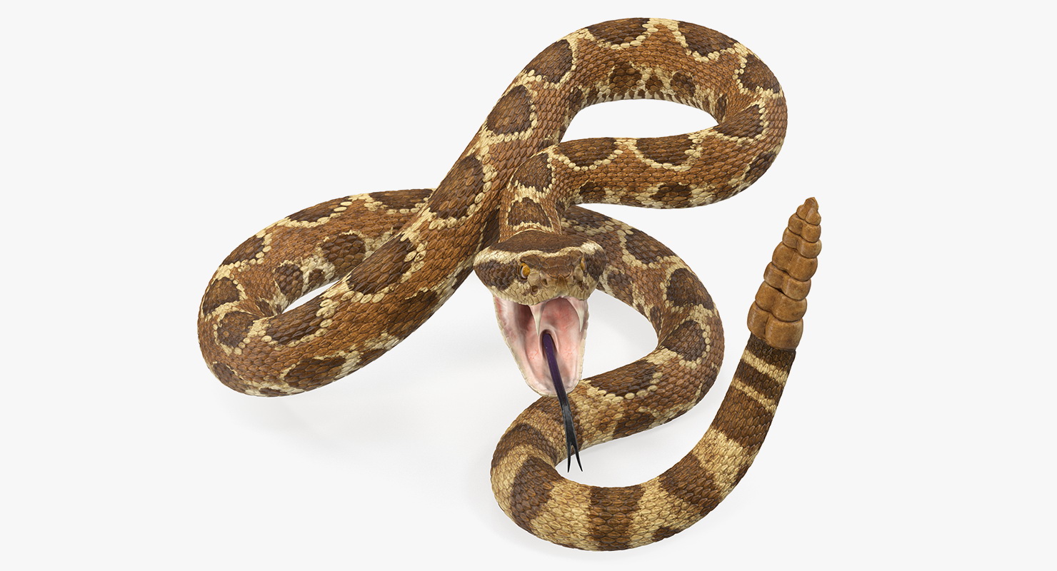 Light Rattlesnake Attack Pose 3D model