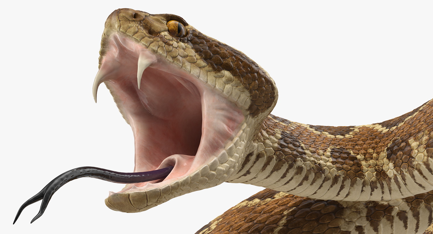 Light Rattlesnake Attack Pose 3D model