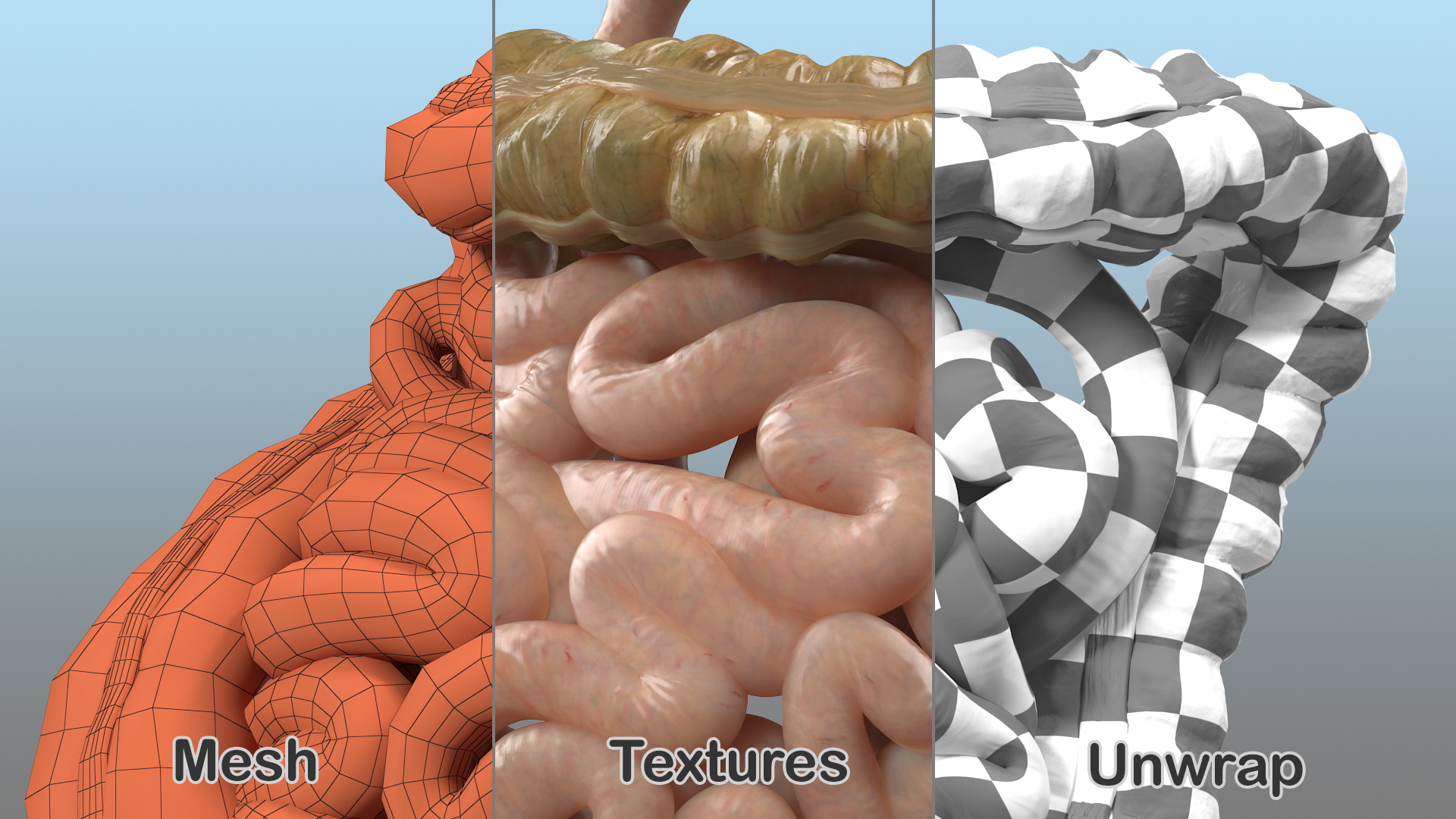 3D Human Small Inestines and Colon