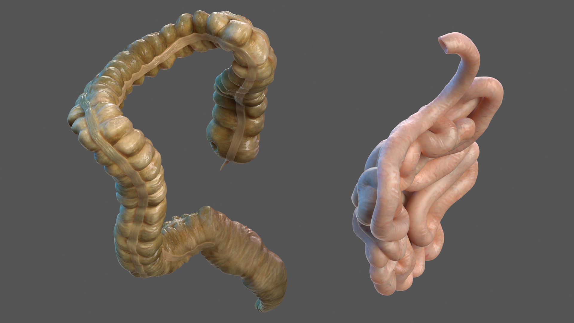 3D Human Small Inestines and Colon