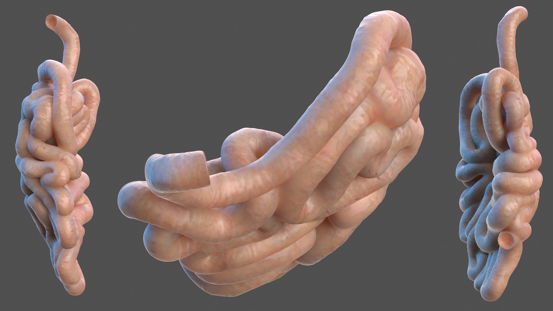 3D Human Small Inestines and Colon