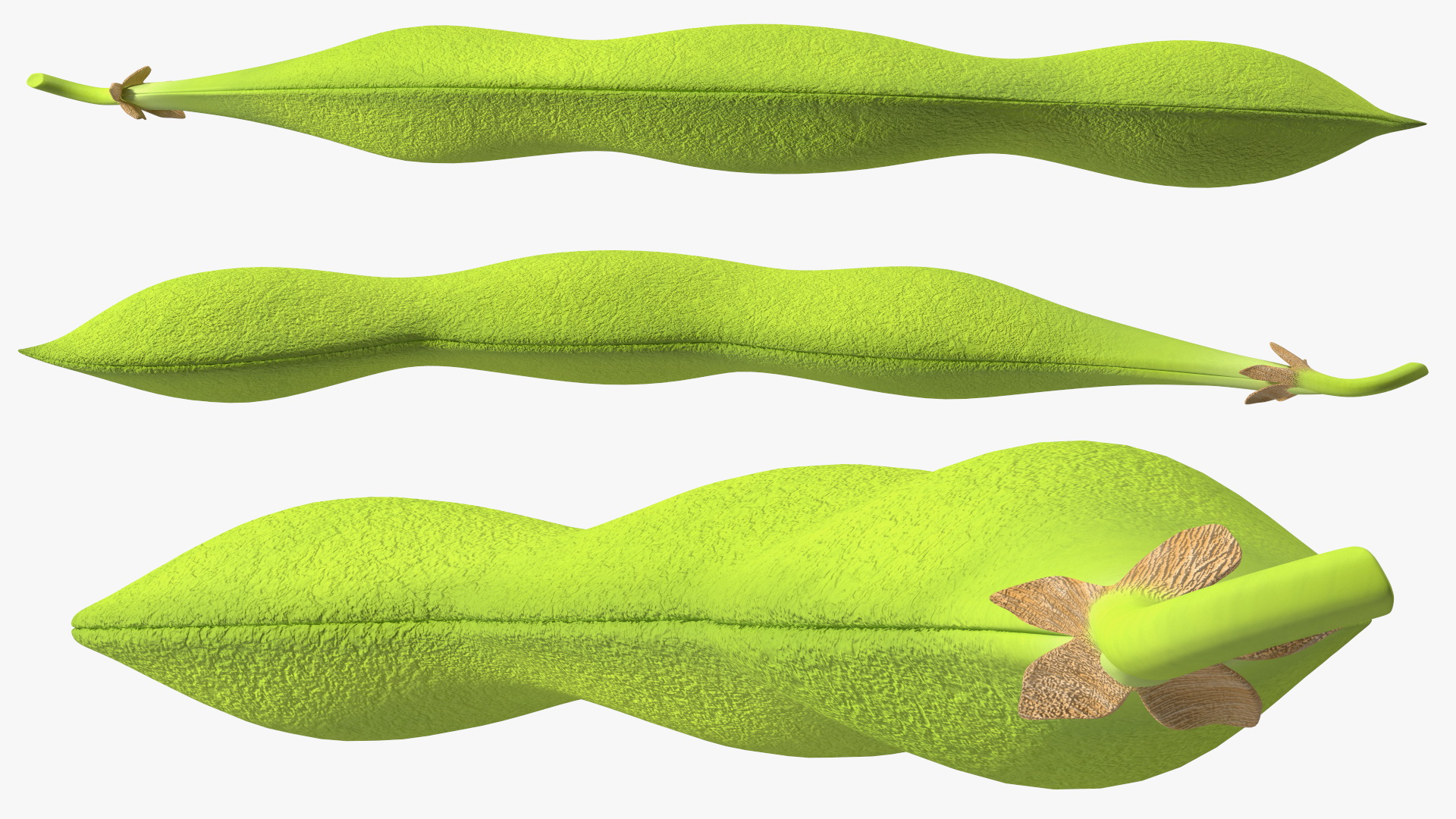 Green Soybean Pod 3D