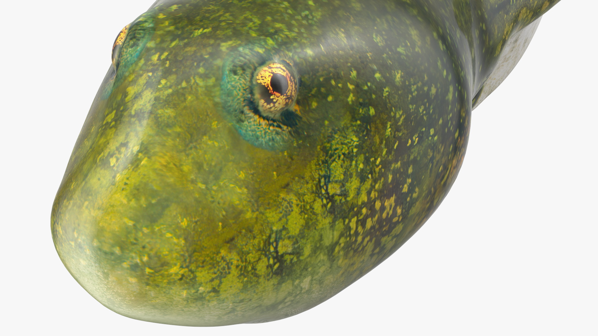 Tadpole Rigged 3D model