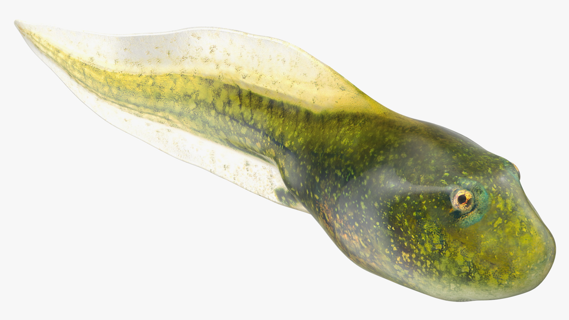 Tadpole Rigged 3D model