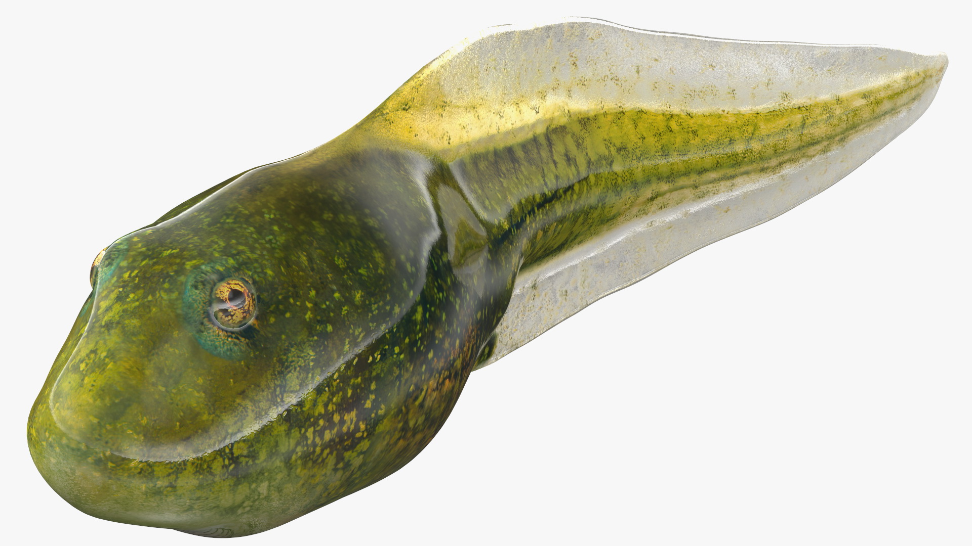 Tadpole Rigged 3D model