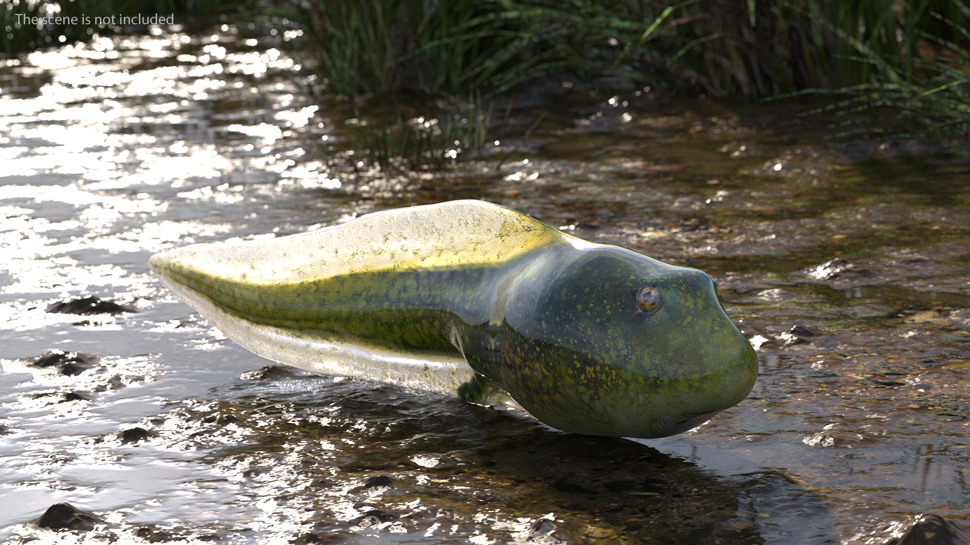 Tadpole Rigged 3D model