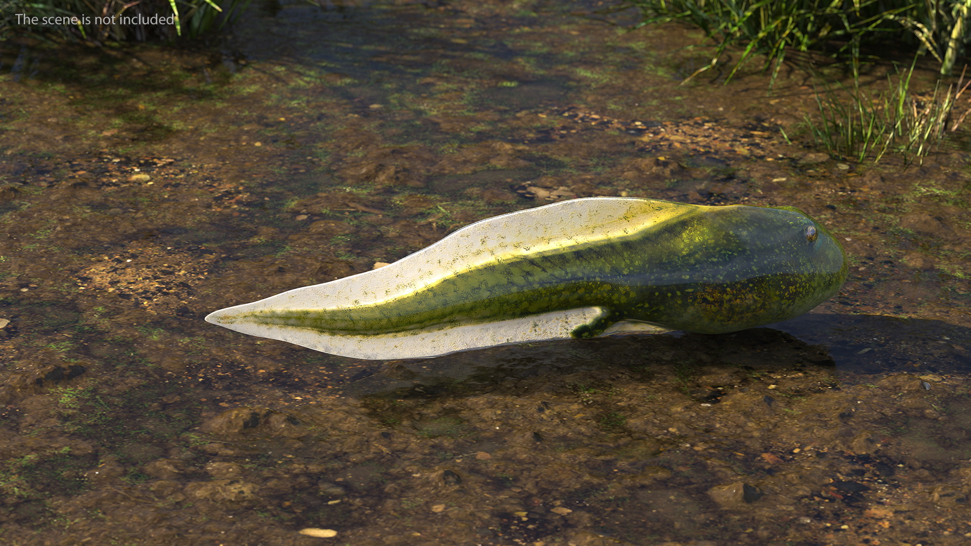 Tadpole Rigged 3D model