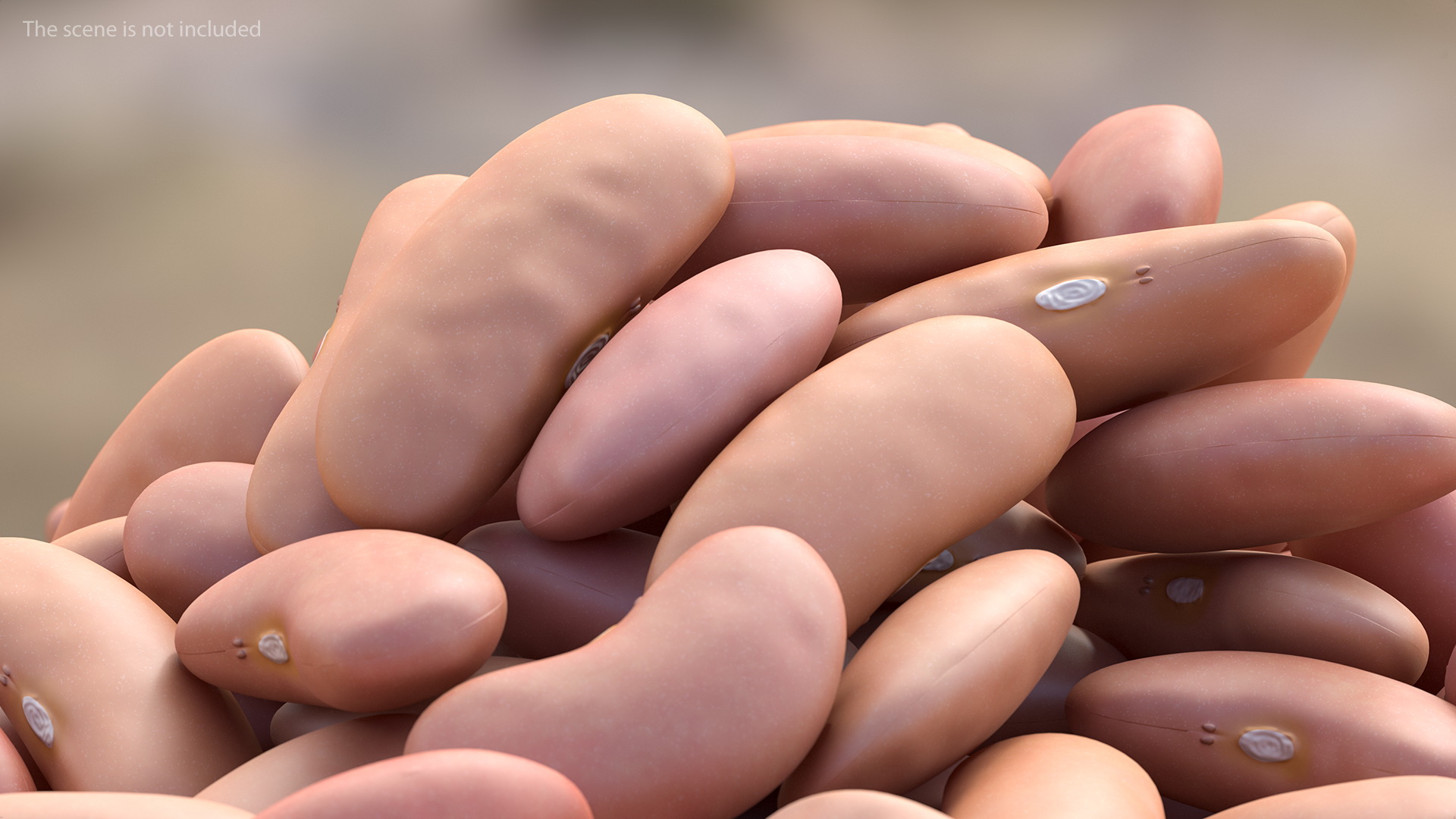 3D model Pile of Light Red Kidney Beans