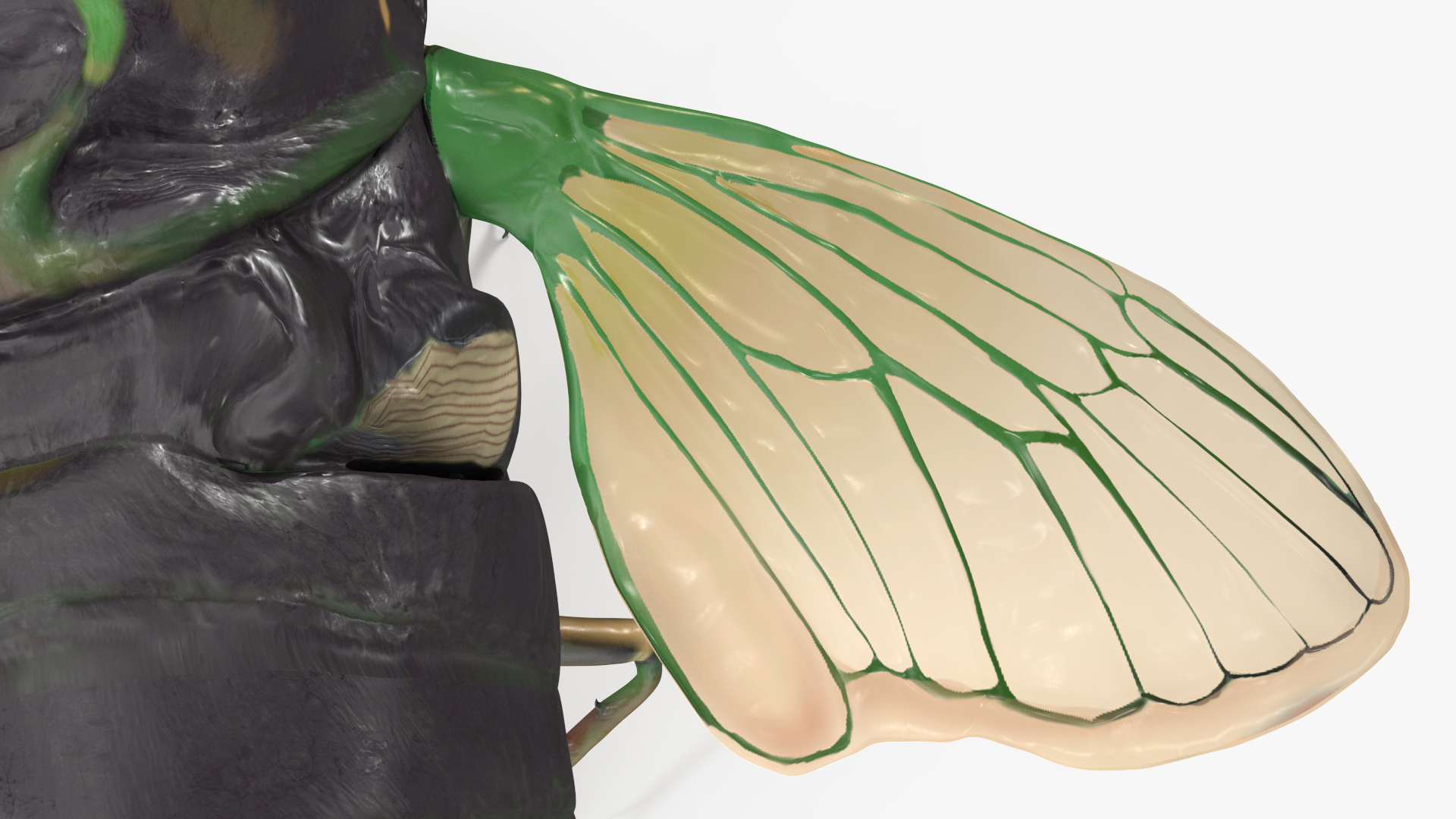 Cicada Pose Takeoff 3D model