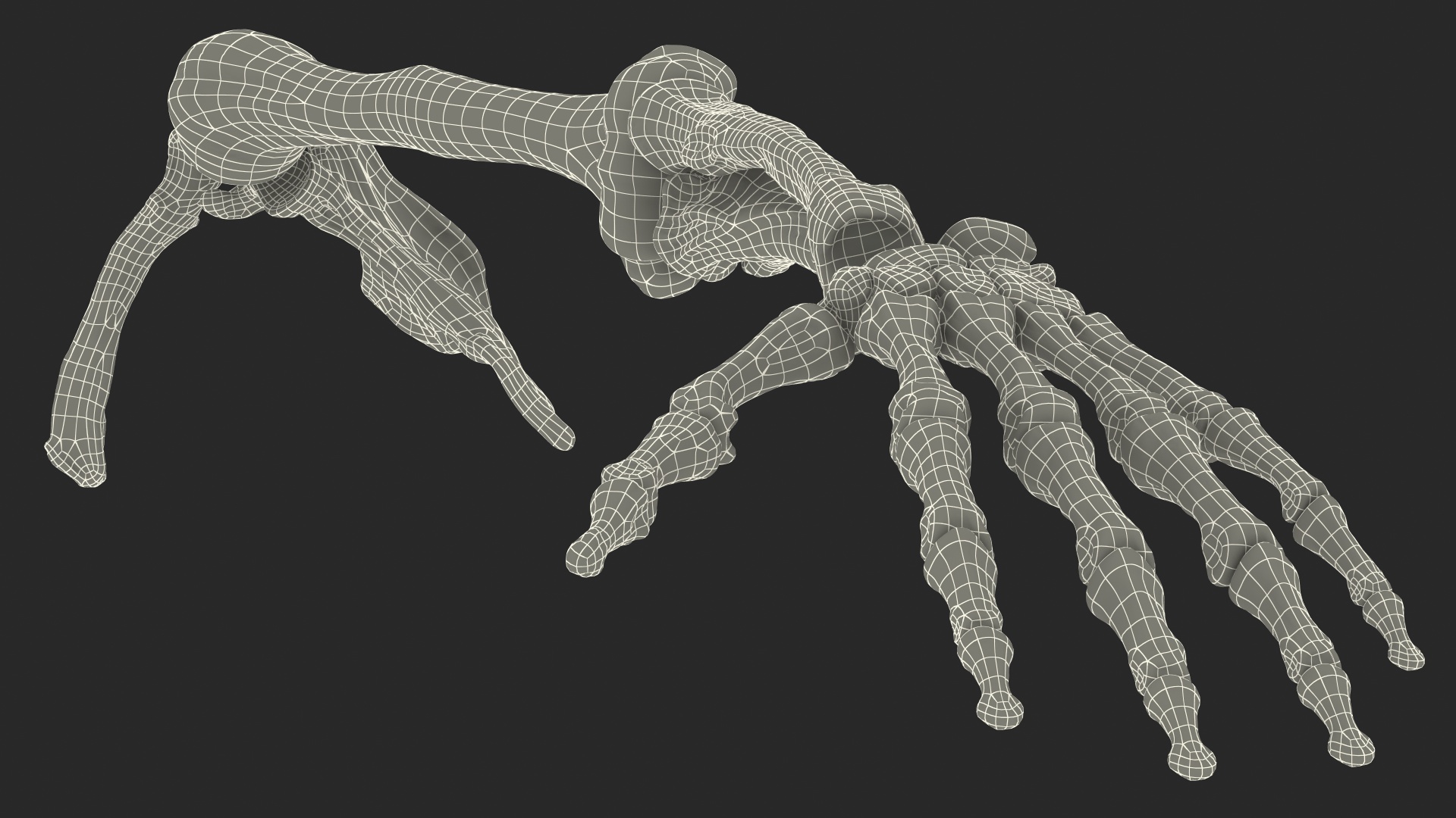 3D Human Arm Skeleton model