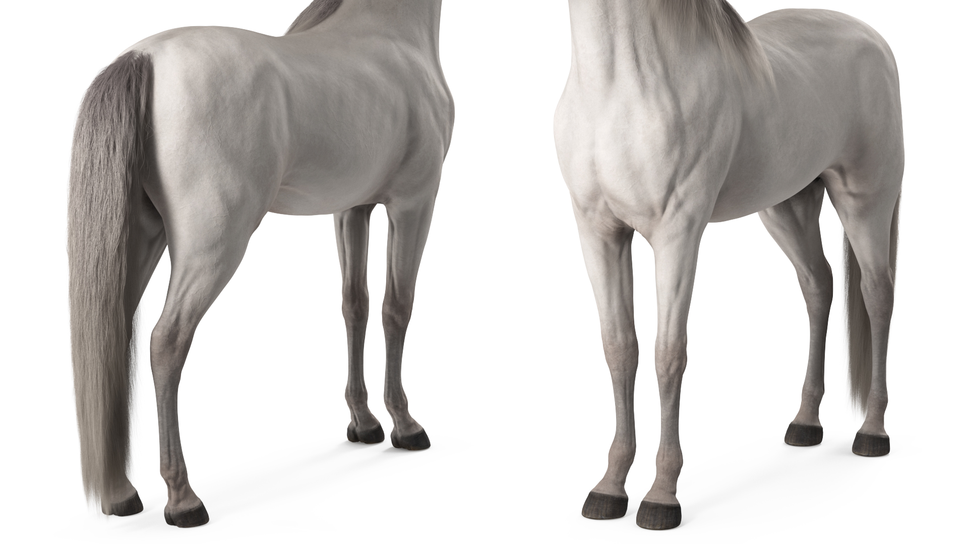 3D Arabian Horse White Fur model