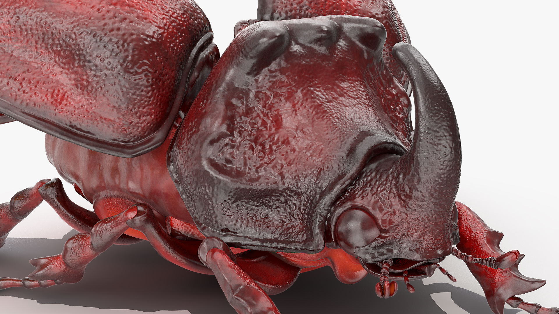 3D Rhinoceros Beetle Oryctes Nasicornis Rigged model