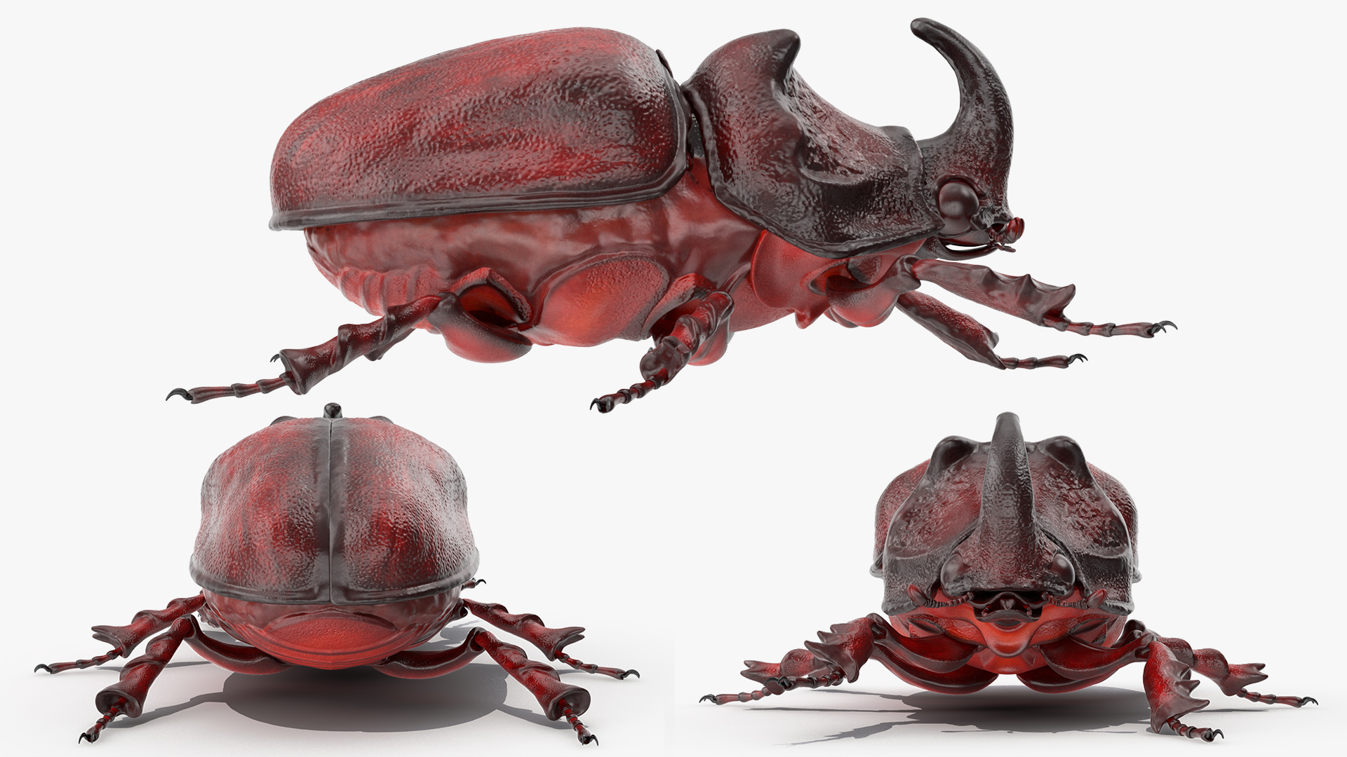 3D Rhinoceros Beetle Oryctes Nasicornis Rigged model