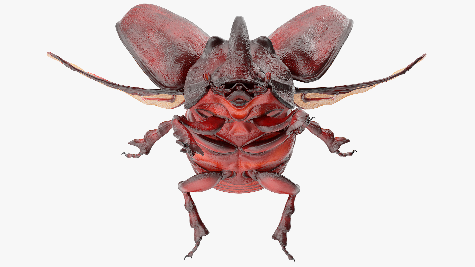 3D Rhinoceros Beetle Oryctes Nasicornis Rigged model