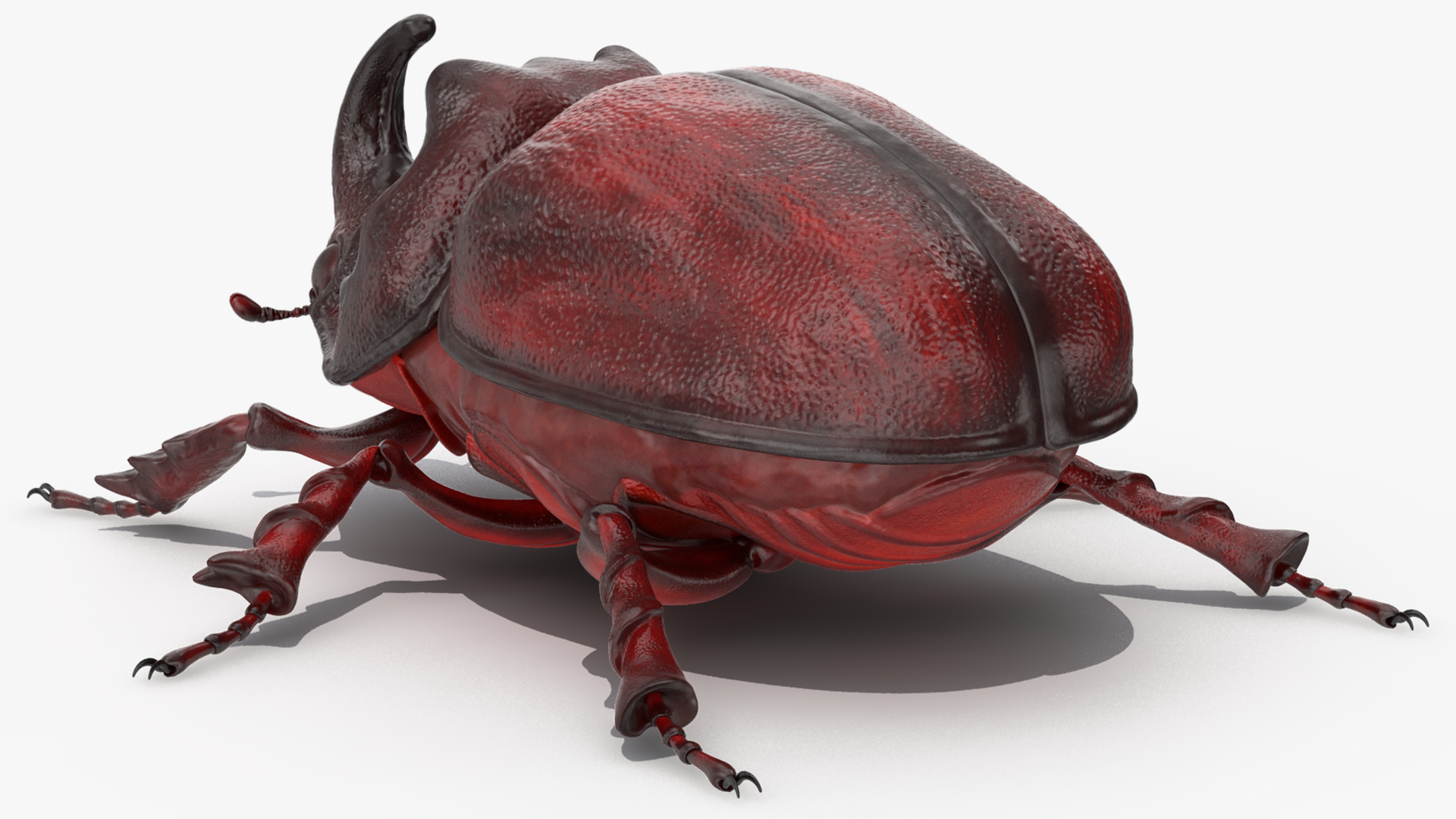 3D Rhinoceros Beetle Oryctes Nasicornis Rigged model