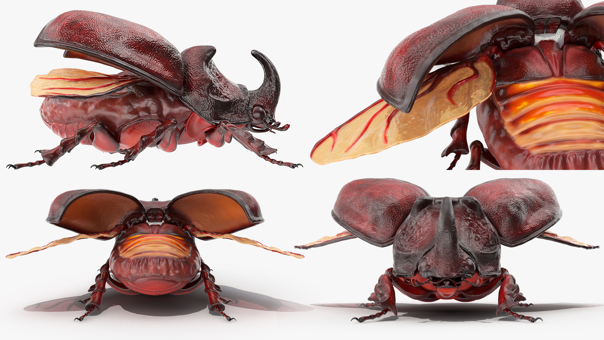 3D Rhinoceros Beetle Oryctes Nasicornis Rigged model