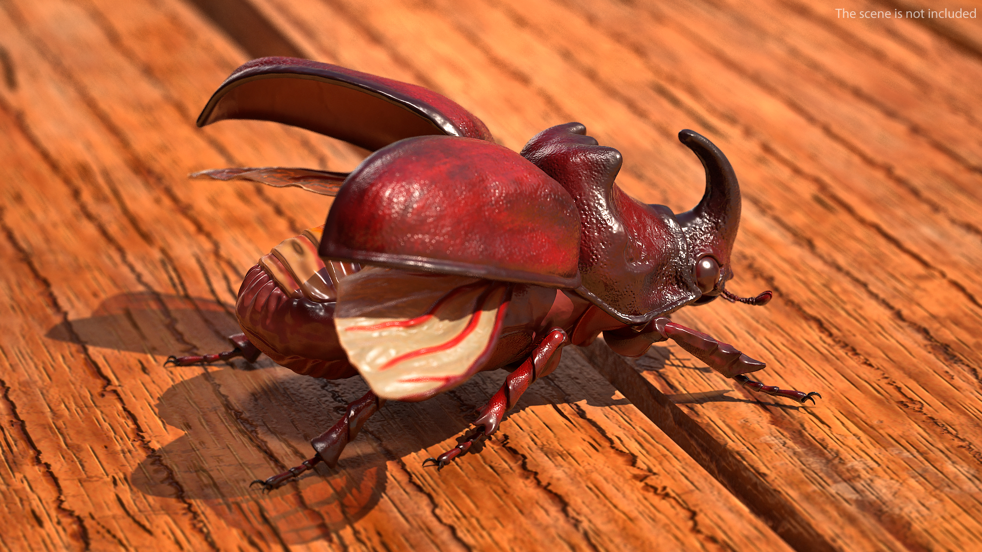 3D Rhinoceros Beetle Oryctes Nasicornis Rigged model