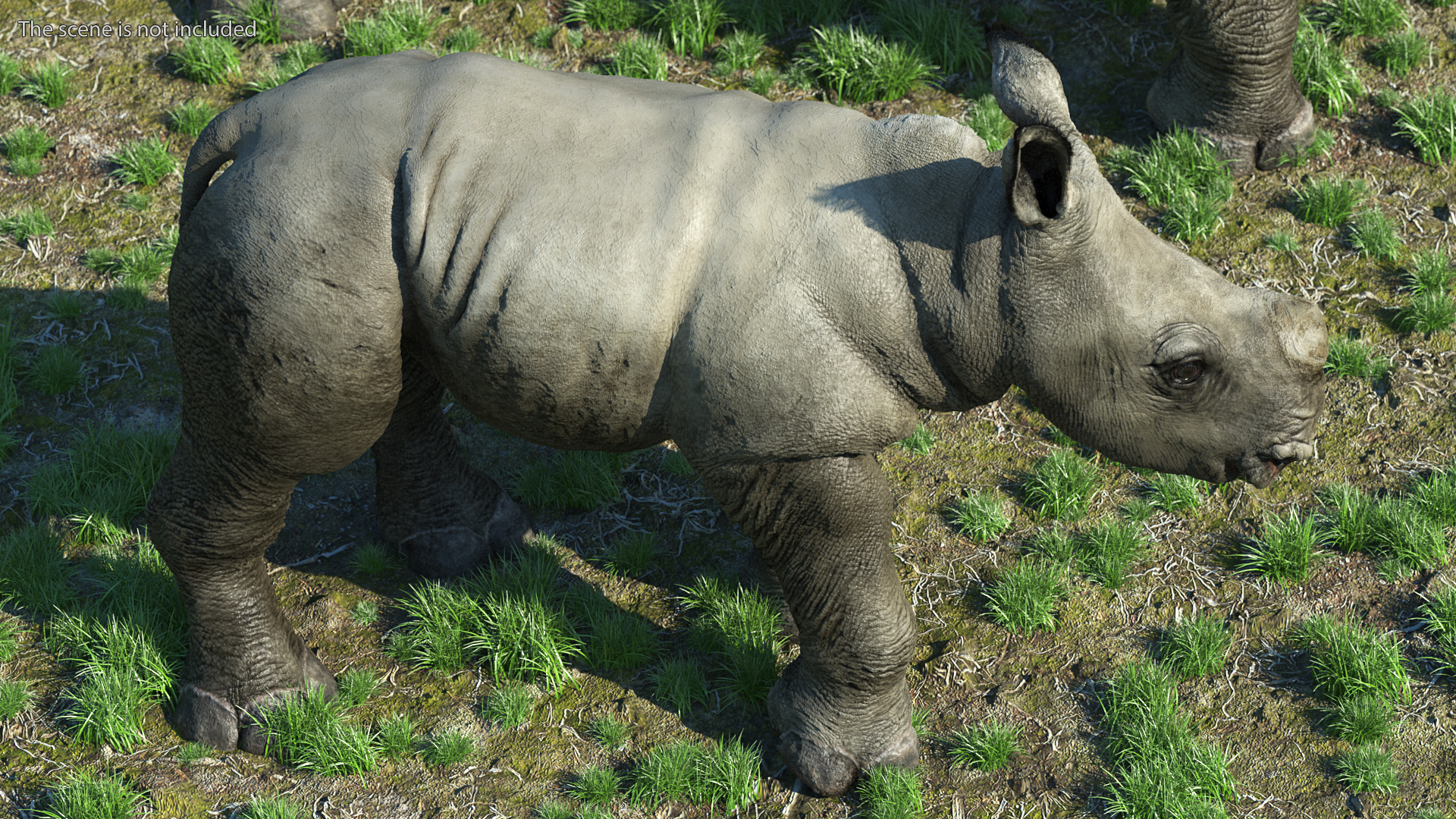 3D Baby Rhino Fur Rigged