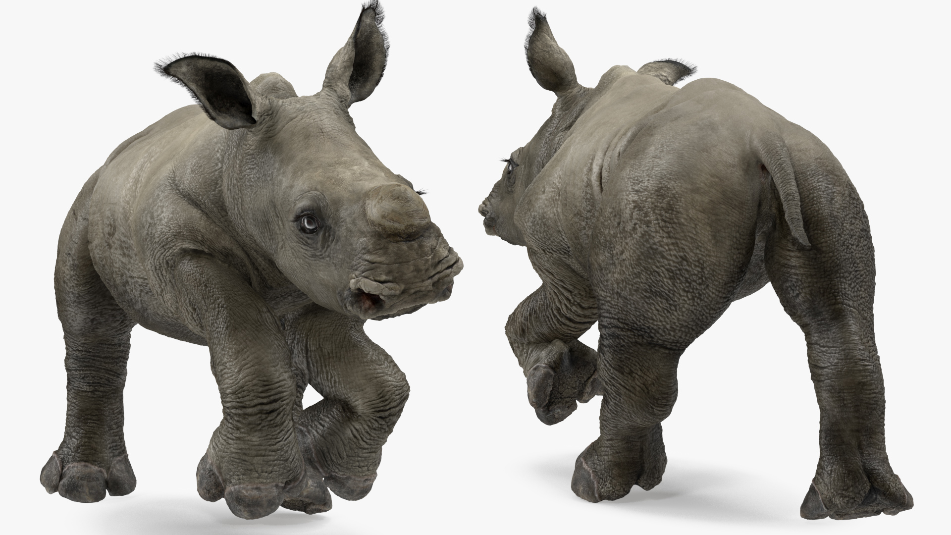 3D Baby Rhino Fur Rigged